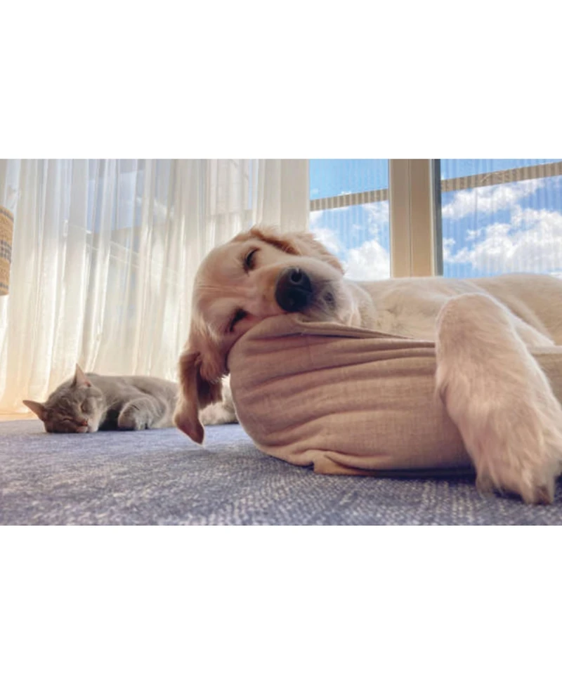 Ubavet Ubacalm Calming and Stress Relief Soft Dog Chews ( ct
