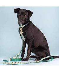 Up Country Peachy Dog Collar