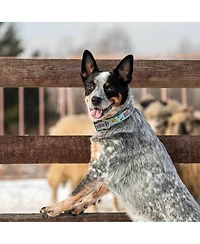 Up Country Howdy Blue Dog Lead