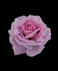 Cle de Peau Beaute Rose Synactif Eau de Parfum, 1.7 oz.
