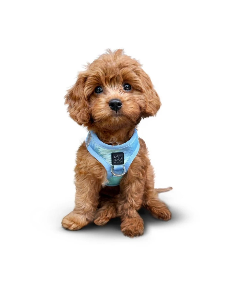 Dogistry The Air Harness - Ocean