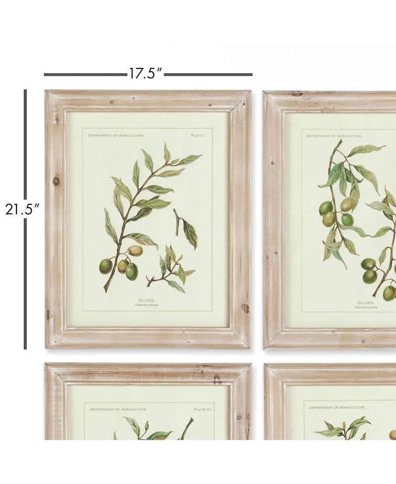 Framed Olive Leaf Botanical Prints Set of 4