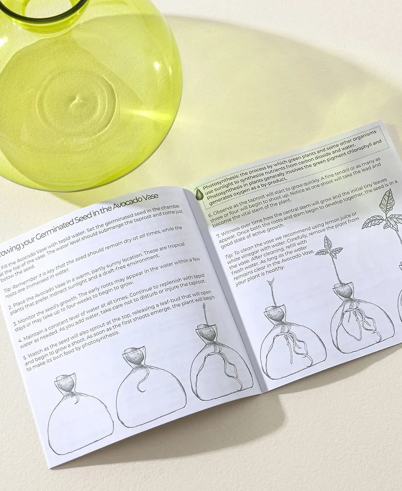 Uncommon Goods Avocado Borosilicate Glass Vase