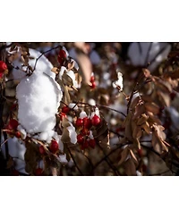 Hasselblad 67mm Double-Sided Nano Coating 3-Stop ND8 Filter