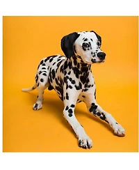 Savage Widetone Seamless Background Paper, 86" x 36' - Marmalade, Single