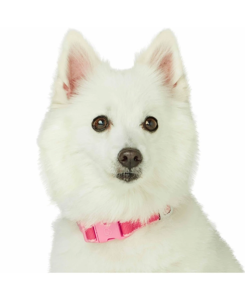 Dogs&Cats&Co. Blueberry Pet Two-Tone Contrast Trimmed Dog Collar with Safety Aluminum D-Ring