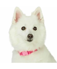 Dogs&Cats&Co. Blueberry Pet Two-Tone Contrast Trimmed Dog Collar with Safety Aluminum D-Ring