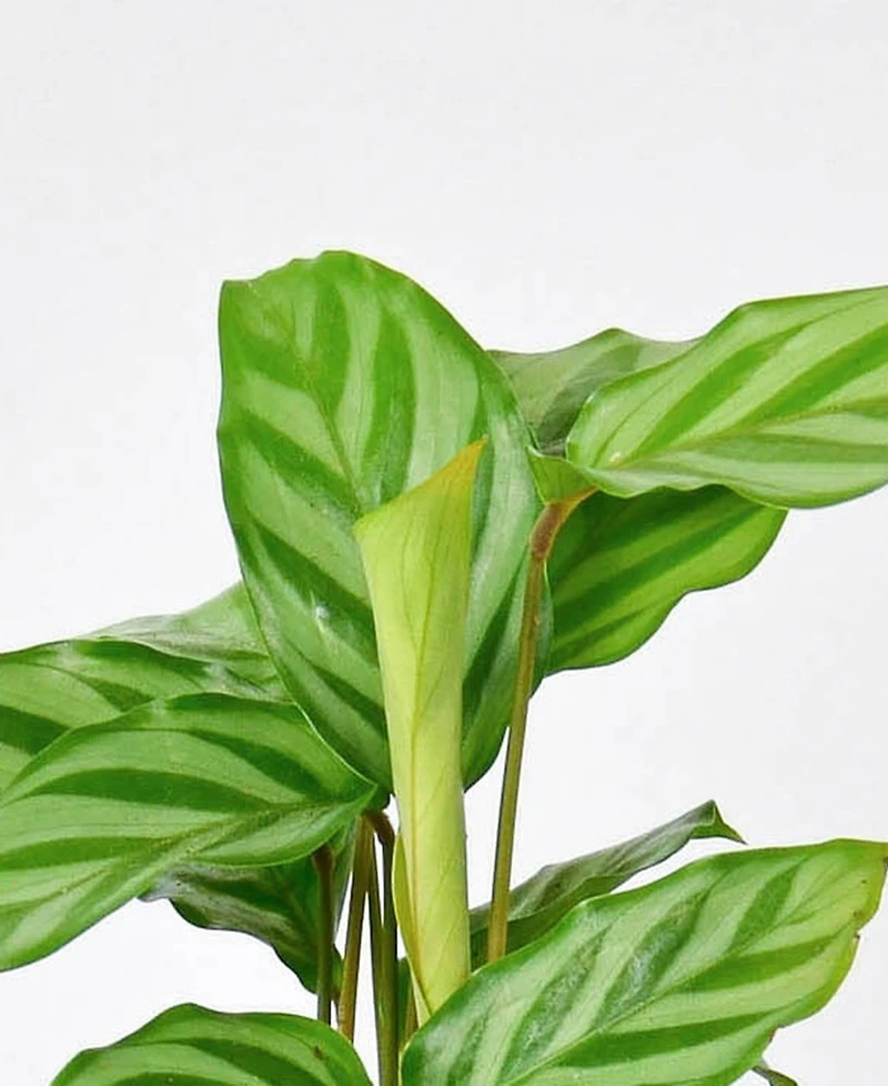 Calathea Concinna 'Freddie' Live Plant, 4" Pot