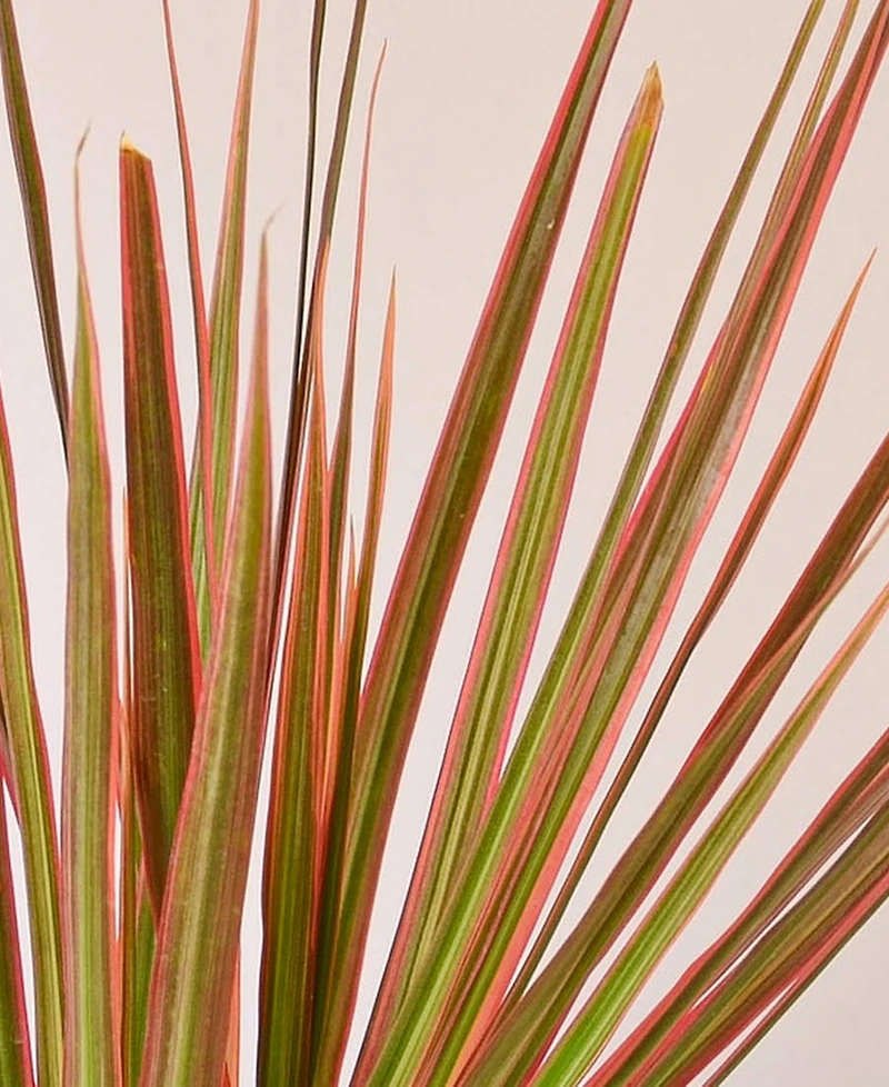 Dracaena 'Colorama' Live Plant, 4" Pot