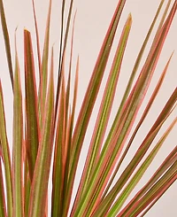 Dracaena 'Colorama' Live Plant, 4" Pot