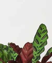 Calathea Lancifolia 'Rattlesnake' Live Plant, 6" Pot