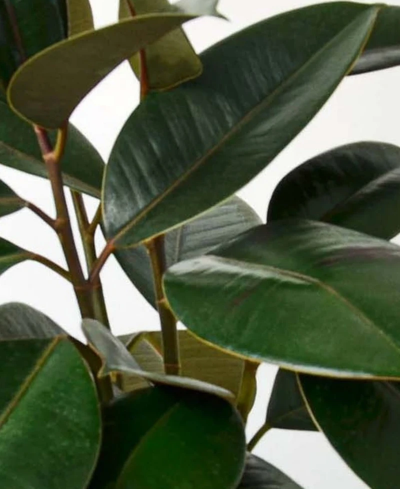Ficus Elastica 'Burgundy' Live Plant, 6" Pot