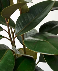 Ficus Elastica 'Burgundy' Live Plant, 6" Pot