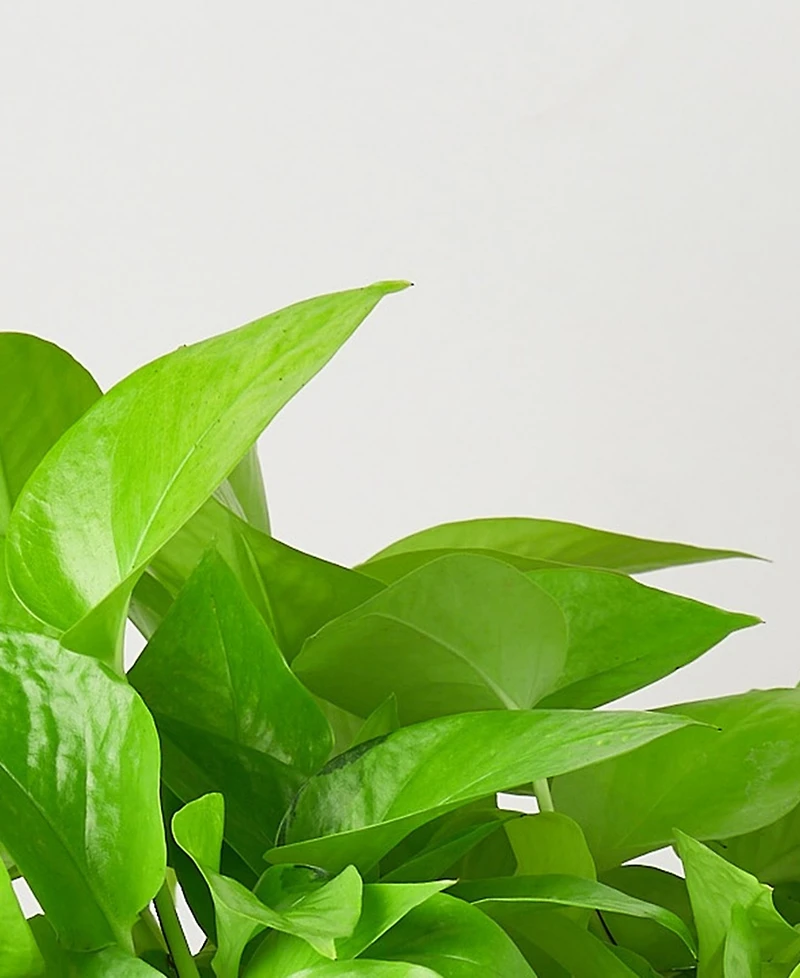 House Plant Shop Pothos 'Neon' Live Plant, 6" Pot