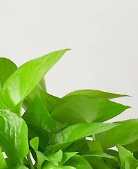 House Plant Shop Pothos 'Neon' Live Plant, 6" Pot