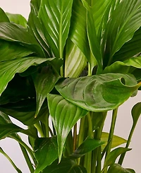 Spathiphyllum 'Peace Lily' Live Plant, 6" Pot