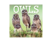 Tf Publishing Paper Goods 2027 Owls Wall Calendar