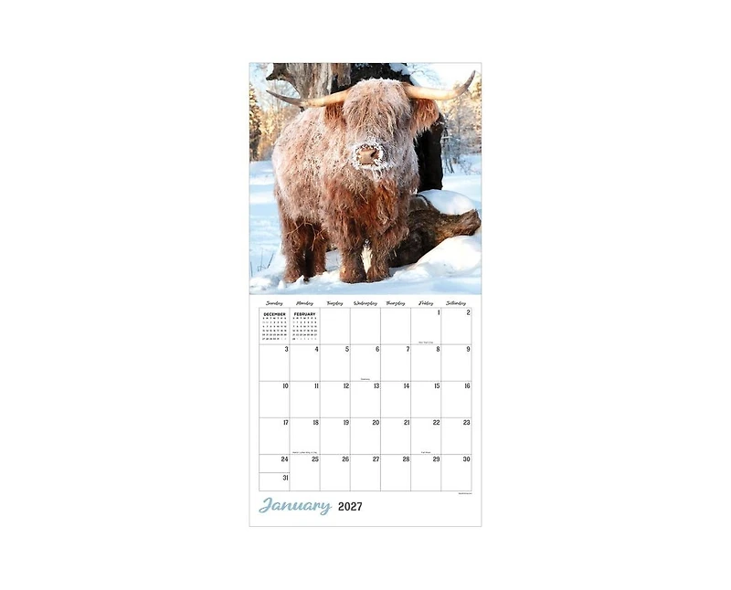 Tf Publishing Paper Goods 2027 Highland Cows Wall Calendar