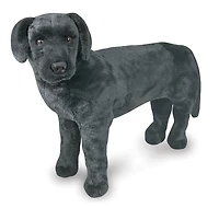 Black Lab