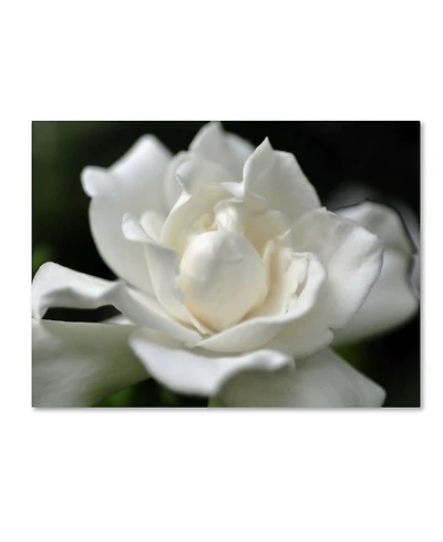 Kurt Shaffer 'Lovely Gardenia' Canvas Art - 32" x 24"