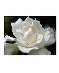 Kurt Shaffer 'Lovely Gardenia' Canvas Art - 32" x 24"