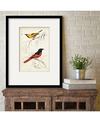 Courtside Market Dorbigny Birds Viii Framed Matted Art Collection