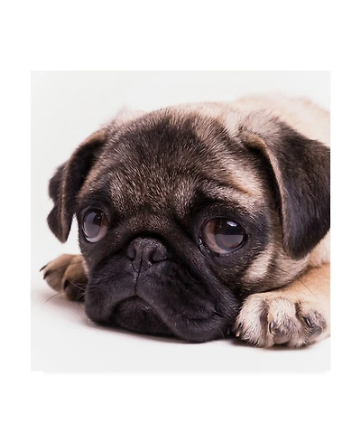 Edward M. Fieldin Sad Sack Pug Canvas Art - 19.5" x 26"