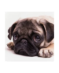 Edward M. Fieldin Sad Sack Pug Canvas Art - 19.5" x 26"
