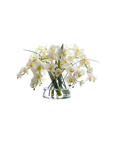 Permanent Botanicals Phalaenopsis in Glass