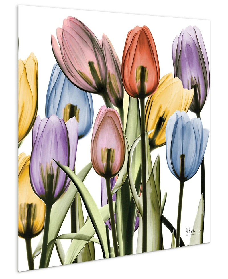 Empire Art Direct Tulip Scape x-ray Ii Frameless Free Floating Tempered Glass Panel Graphic Wall Art, 24" x 24" x 0.2"