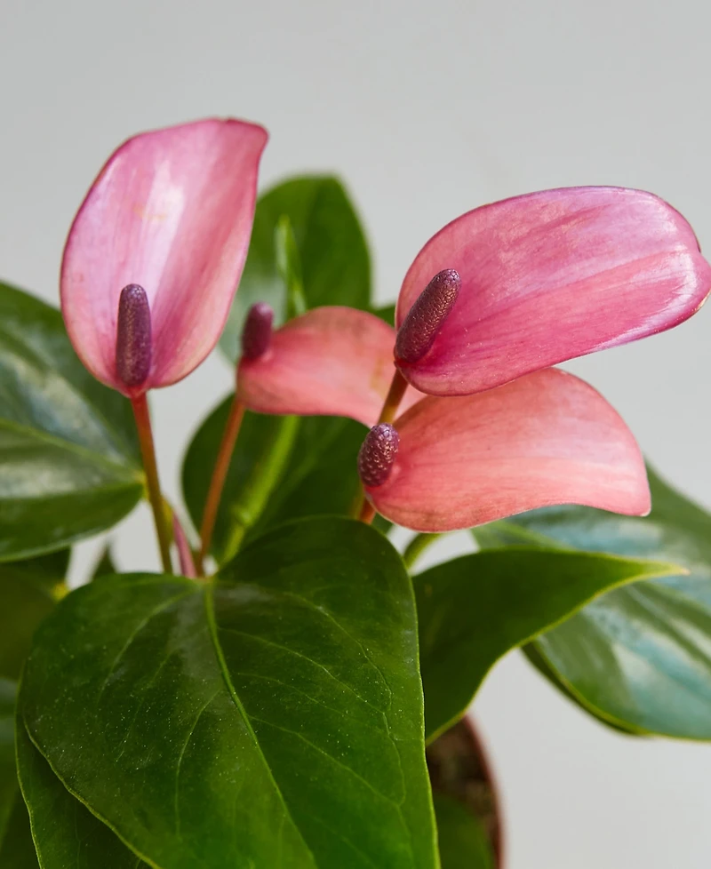 Purple Anthurium Live Plant, 4" Pot