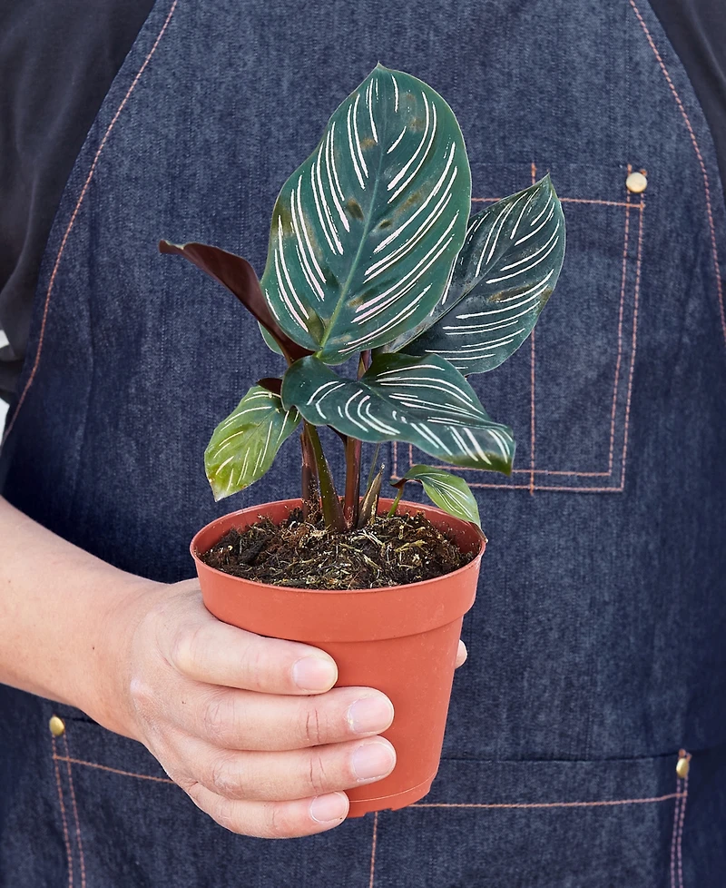 Calathea 'Ornata' Live Plant, 4" Pot