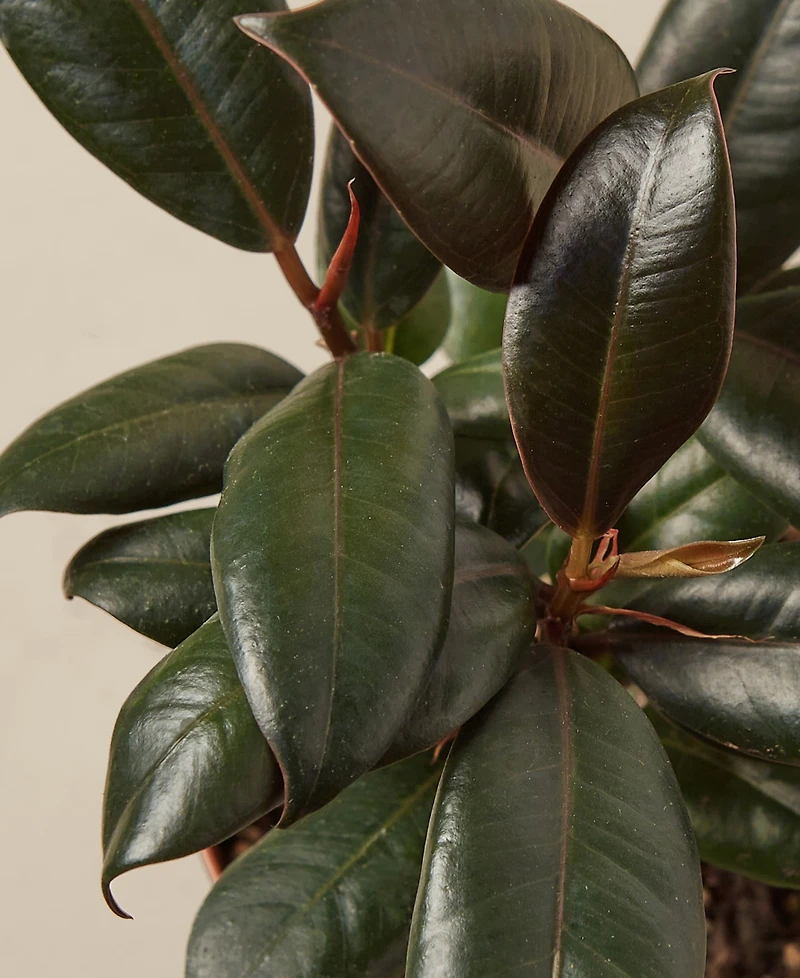 Ficus Elastica 'Burgundy' Live Plant, 4" Pot