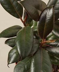 Ficus Elastica 'Burgundy' Live Plant, 4" Pot