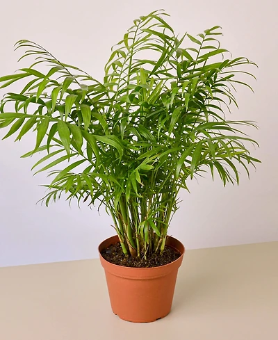 Parlor Palm Live Plant, 6" Pot