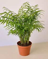 Parlor Palm Live Plant, 6" Pot