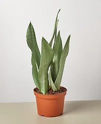 Snake Plant Moonshine Live Plant, 6" Pot
