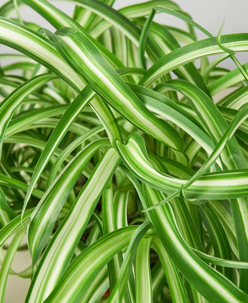 Spider Plant 'Bonnie' Live Plant, 6" Pot