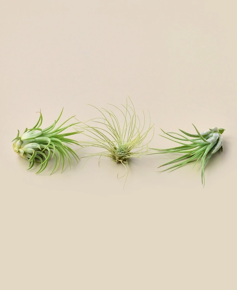 Live Air Plants, Pack of 3