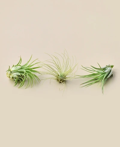 Live Air Plants, Pack of 3