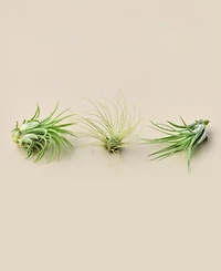 Live Air Plants, Pack of 3