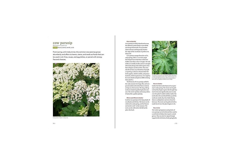 Midwest Foraging: 115 Wild and Flavorful Edibles from Burdock to Wild Peach by Lisa M. Rose