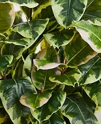 Nearly Natural Variegated Rubber Leaf Artificial Plant in White Tower Vase