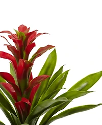 Nearly Natural 15-In. Bromeliad Artificial Flower, Set of 4
