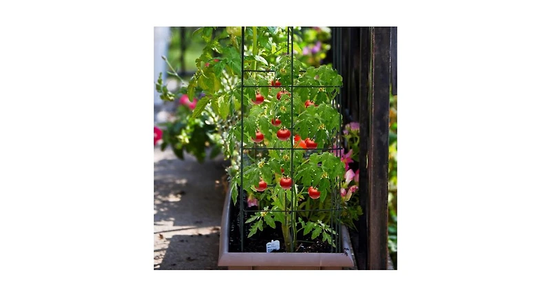 4 Pack Garden Trellis for Climbing Plants for Flower Vegetable