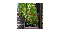 4 Pack Garden Trellis for Climbing Plants for Flower Vegetable