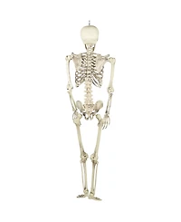 Life Size Skeleton Halloween Decoration, 5'