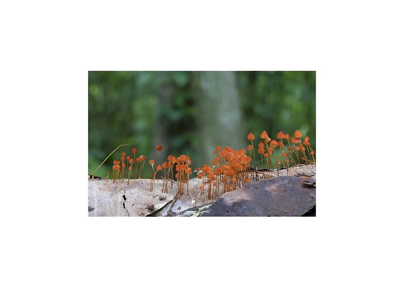 Entangled Life- The Illustrated Edition- How Fungi Make Our Worlds by Merlin Sheldrake