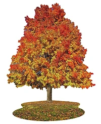 Madd Capp Games I am Sugar Maple Jigsaw Puzzle