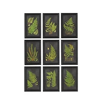 Framed Fern Botanical Prints Set of 9